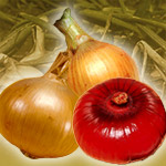 玉ねぎ関連資材特集