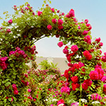 バラ関連資材特集