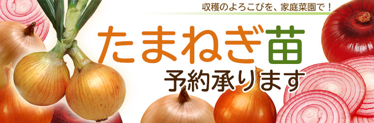 玉ねぎ苗予約受付