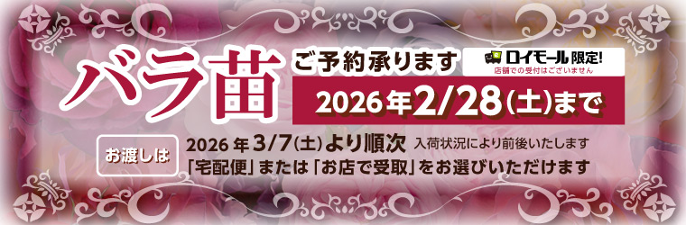 バラ苗予約