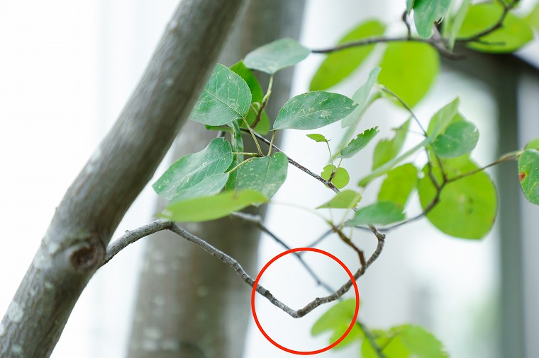 反対方向に向いている枝