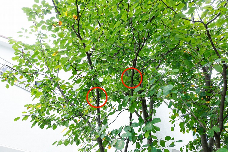 他の枝と平行に伸びている枝