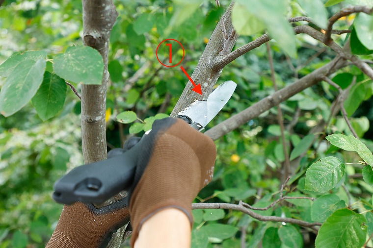 太い枝の剪定方法1