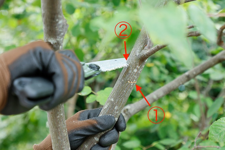 太い枝の剪定方法2