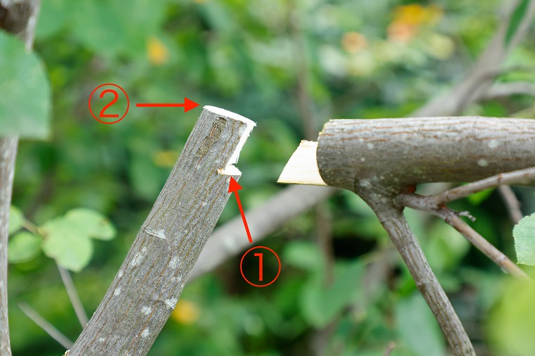 太い枝の剪定方法3
