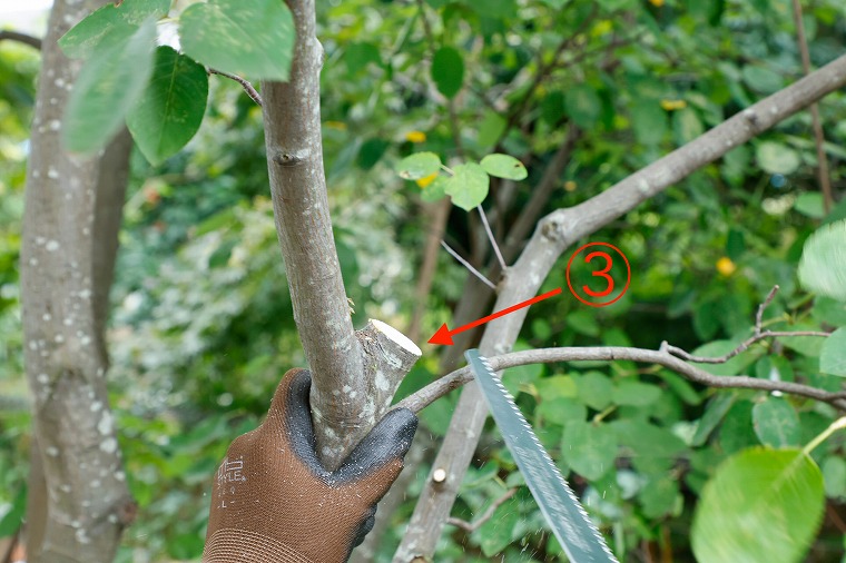 太い枝の剪定方法5