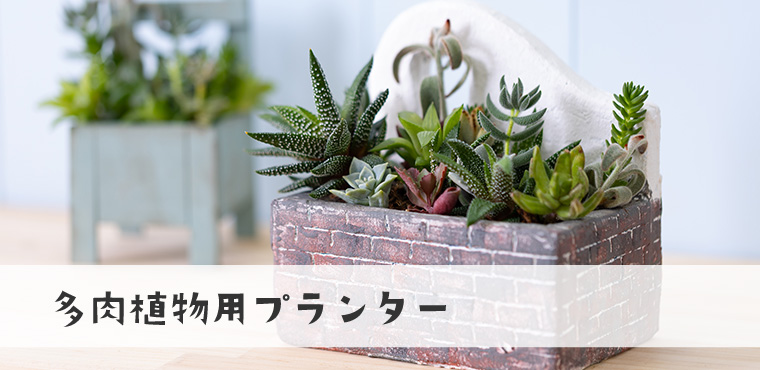 多肉植物用プランター