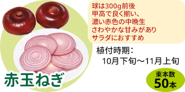 赤玉ねぎ