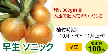 早生 ソニック