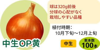 中生OP黄