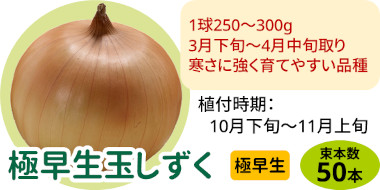 極早生玉しずく