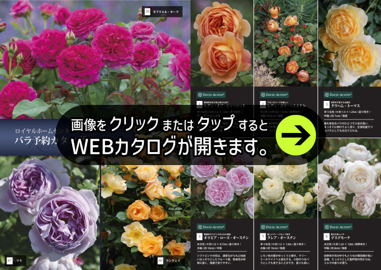 バラ苗予約カタログ