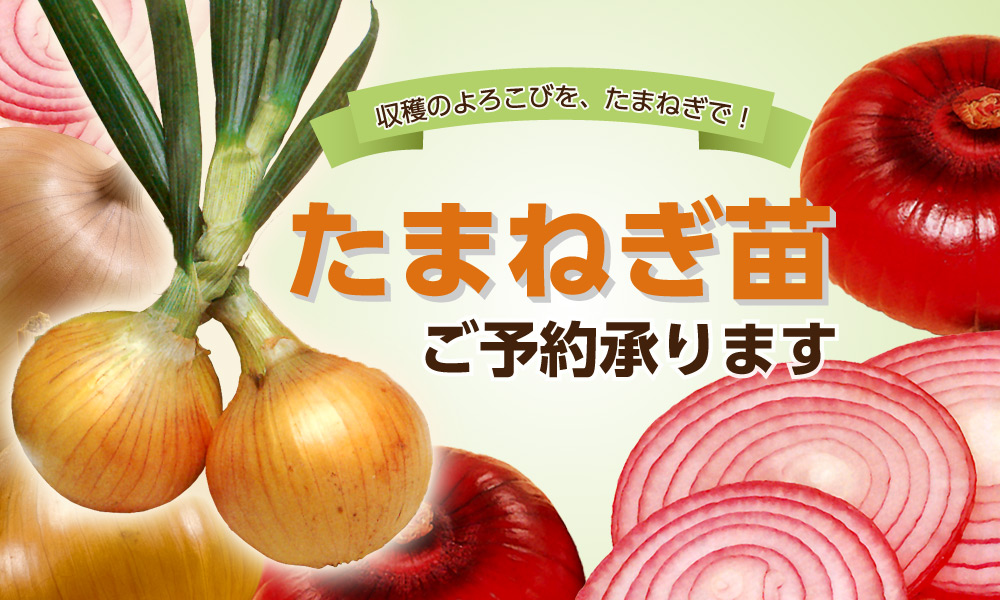玉ねぎ苗予約