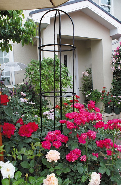 トップ daim ローズスタイル リング 直径30cm 1個 薔薇 トレリス バラ ばら 菜園 フェンス 組み立て 支柱 園芸 家庭菜園 