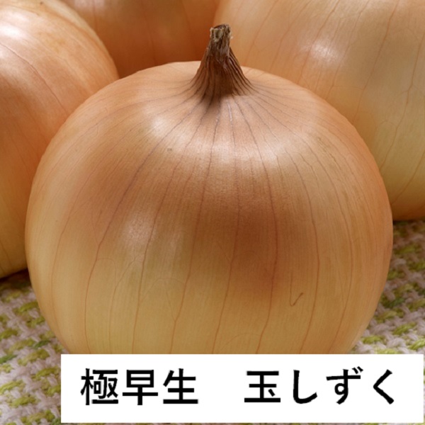 ☆予約商品【10月29日(金)入荷予定】玉ねぎ苗 極早生 玉しずく 50本