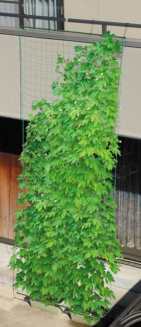 緑のカーテン ５ｍ吊下げワイド１８００の通販 ロイヤルホームセンター公式ロイモール