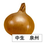 ★予約商品【10月24日（土）お渡し予定】たまねぎ　中生　泉州　５０本束