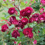 ★予約商品【3月7日(土)以降お渡し予定】〈ネット限定〉６１　ソムリエール