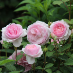 ★予約商品【3月7日(土)以降お渡し予定】〈ネット限定〉４　オリビア・ローズ・オースチン