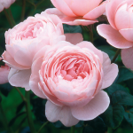 ★予約商品【3月7日(土)以降お渡し予定】〈ネット限定〉７　クィーン・オブ・スウェーデン