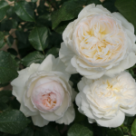 ★予約商品【3月7日(土)以降お渡し予定】〈ネット限定〉３６　ボレロ