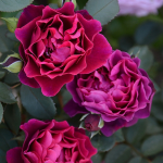 ★予約商品【3月7日(土)以降お渡し予定】〈ネット限定〉６５　オデュッセイア