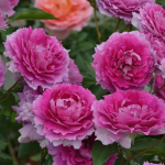 ★予約商品【3月7日(土)以降お渡し予定】〈ネット限定〉６６　シェエラザード