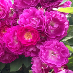 ★予約商品【3月7日(土)以降お渡し予定】〈ネット限定〉７７　アイヴァンホー