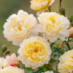 ★予約商品【3月7日(土)以降お渡し予定】〈ネット限定〉１９　ナイ・べヴァン