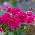 ★予約商品【3月7日(土)以降お渡し予定】〈ネット限定〉２０　ガブリエル・オーク