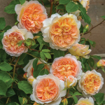 ★予約商品【3月7日(土)以降お渡し予定】〈ネット限定〉１６　バスシーバ