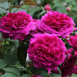 ★予約商品【3月7日(土)以降お渡し予定】〈ネット限定〉１３　ムンステッド・ウッド