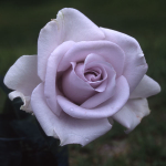 ★予約商品【3月7日(土)以降お渡し予定】〈ネット限定〉４３　青の軌跡