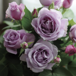 ★予約商品【3月7日(土)以降お渡し予定】〈ネット限定〉２６　夜来香