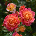 ★予約商品【3月7日(土)以降お渡し予定】〈ネット限定〉７１　シャルール