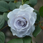 ★予約商品【3月7日(土)以降お渡し予定】〈ネット限定〉６４　ブルー・グラビティー