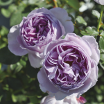 ★予約商品【3月7日(土)以降お渡し予定】〈ネット限定〉６７　リラ