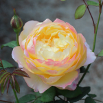 ★予約商品【3月7日(土)以降お渡し予定】〈ネット限定〉４７　オレンジ・フェイス