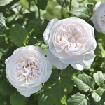 ★予約商品【3月7日(土)以降お渡し予定】〈ネット限定〉５６　マハネ