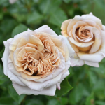 ★予約商品【3月7日(土)以降お渡し予定】〈ネット限定〉５８　ラリ・デ・ガゼル