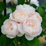 ★予約商品【3月7日(土)以降お渡し予定】〈ネット限定〉５７　ブリーズ