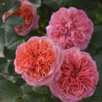 ★予約商品【3月7日(土)以降お渡し予定】〈ネット限定〉６８　ライフ