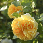 ★予約商品【3月7日(土)以降お渡し予定】〈ネット限定〉７０　リヒト