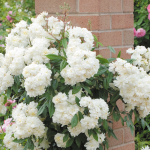 ★予約商品【3月7日(土)以降お渡し予定】〈ネット限定〉２２　スノー・グース