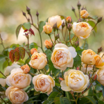 ★予約商品【3月7日(土)以降お渡し予定】〈ネット限定〉２３　ダナヒュー