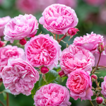 ★予約商品【3月7日(土)以降お渡し予定】〈ネット限定〉２４　ペネロピー・ライブリー