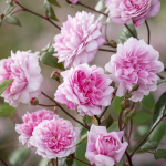 ★予約商品【3月7日(土)以降お渡し予定】〈ネット限定〉２５　メアリー・ディレイニー