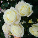 ★予約商品【3月7日(土)以降お渡し予定】〈ネット限定〉４４　雨ニモマケズ・クリームイエロー