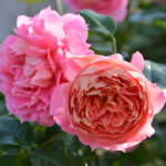 ★予約商品【3月7日(土)以降お渡し予定】〈ネット限定〉７６　ジャズ