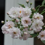 ★予約商品【3月7日(土)以降お渡し予定】〈ネット限定〉４６　南部ざくら